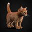 Kitten Red