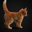 Kitten Red