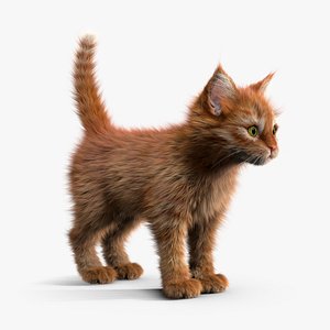 Kitten Red
