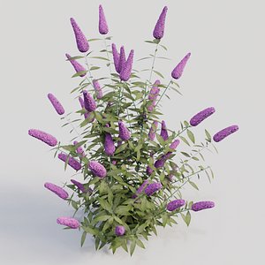 3D model buddleja davidii purple gardens
