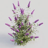 Buddleja davidii (Purple)