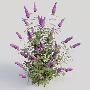 Buddleja davidii (Purple)