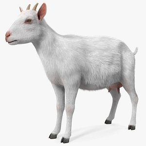 Goat Saanen Breed Fur 3D