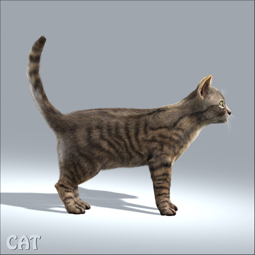 3d Model Cats Rats