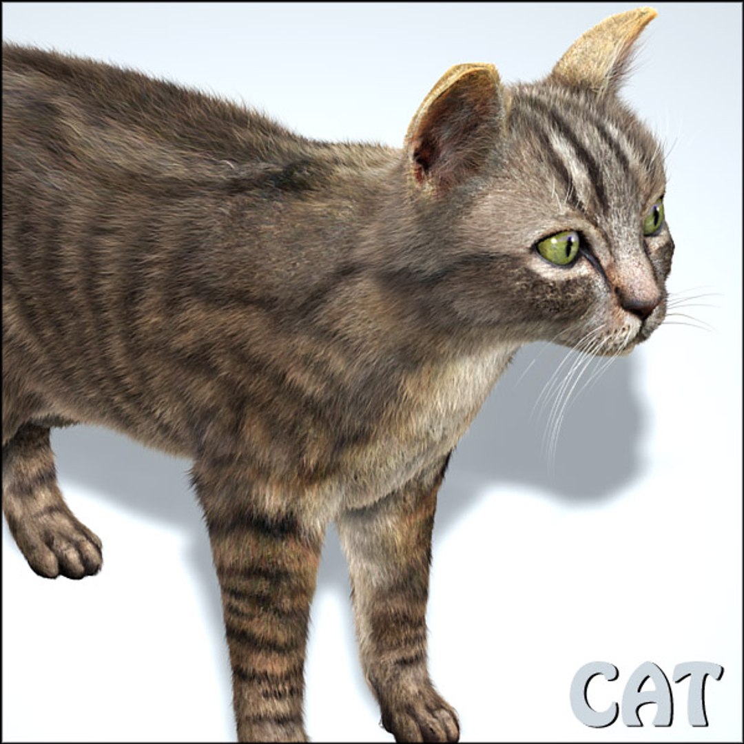 3d Model Cats Rats