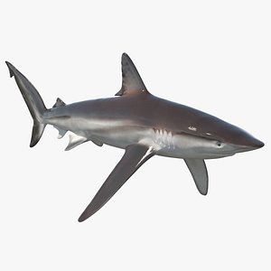 Realistic Whaler Shark