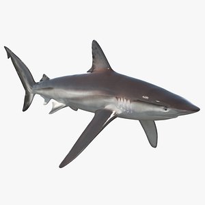 Realistic Whaler Shark