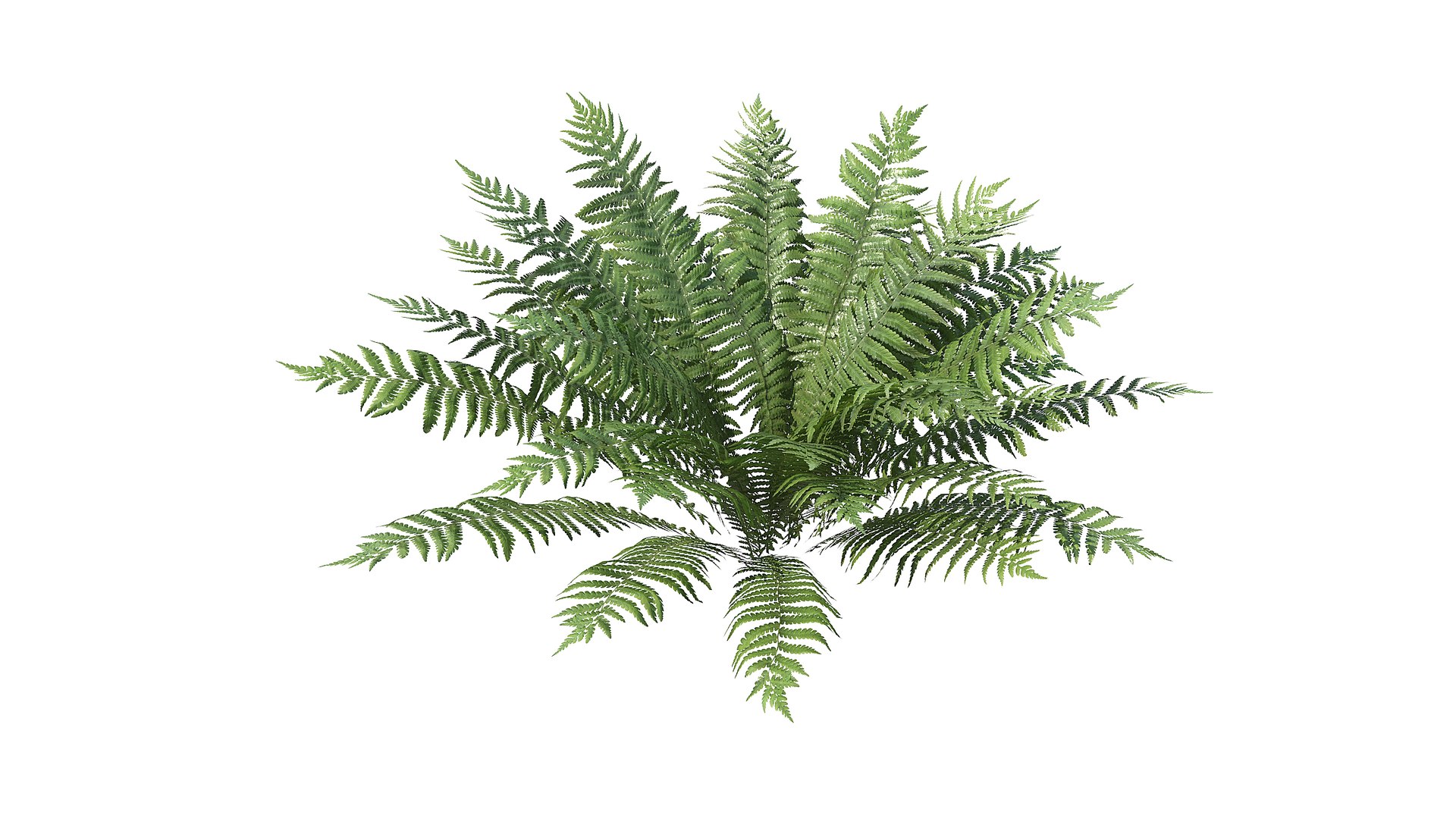 Fern Dryopteris 01 3D https://p.turbosquid.com/ts-thumb/pA/uPo8yS/0E/a_0000/jpg/1751964542/1920x1080/fit_q87/850ee3884c30366d90d6d7c6c4db9530731ece9b/a_0000.jpg