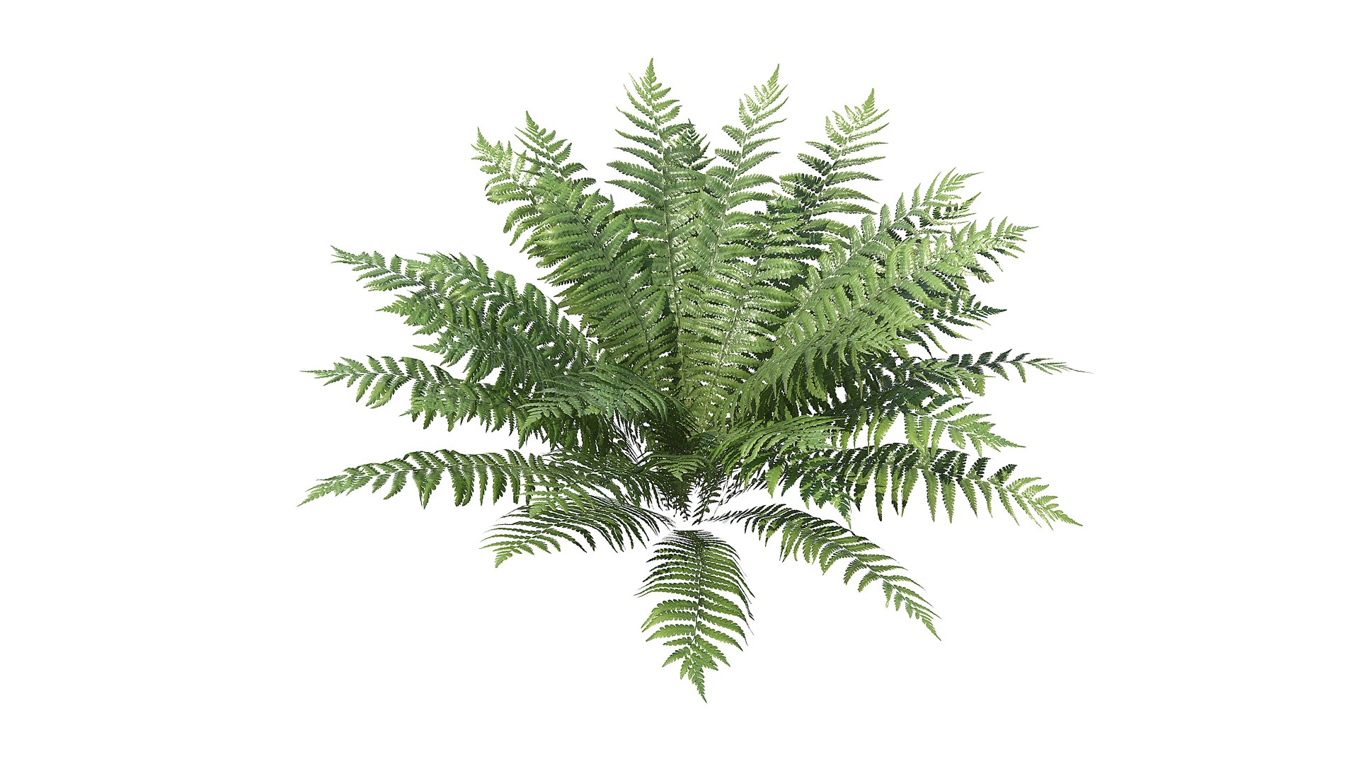 Fern Dryopteris 01 3D https://p.turbosquid.com/ts-thumb/pA/uPo8yS/0P/a_0015/jpg/1751964536/1920x1080/fit_q87/ac97c140039fc676baafdb43452a9cc1e6b490f4/a_0015.jpg