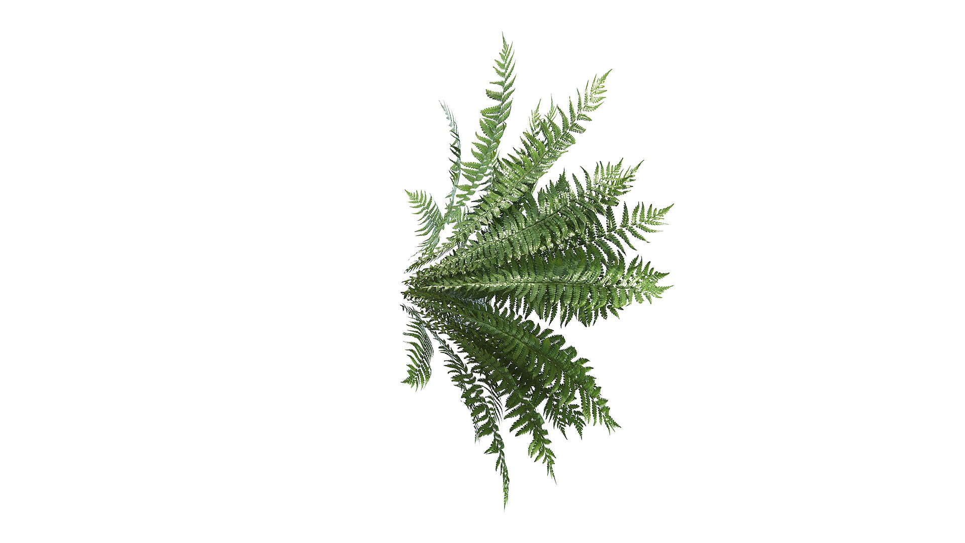 Fern Dryopteris 01 3D https://p.turbosquid.com/ts-thumb/pA/uPo8yS/3Q/a2_0006/jpg/1751964537/1920x1080/fit_q87/a6a00cd9ed99dd43fbb0a3fad8e5110cac52f93c/a2_0006.jpg