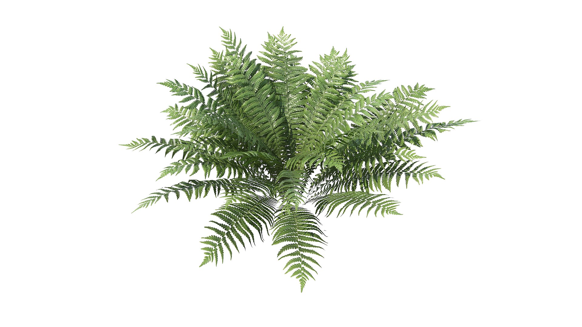 Fern Dryopteris 01 3D https://p.turbosquid.com/ts-thumb/pA/uPo8yS/3j/a_0009/jpg/1751964542/1920x1080/fit_q87/00fae2eed6d132ce36351a7a3ed2a70fc45f8b73/a_0009.jpg