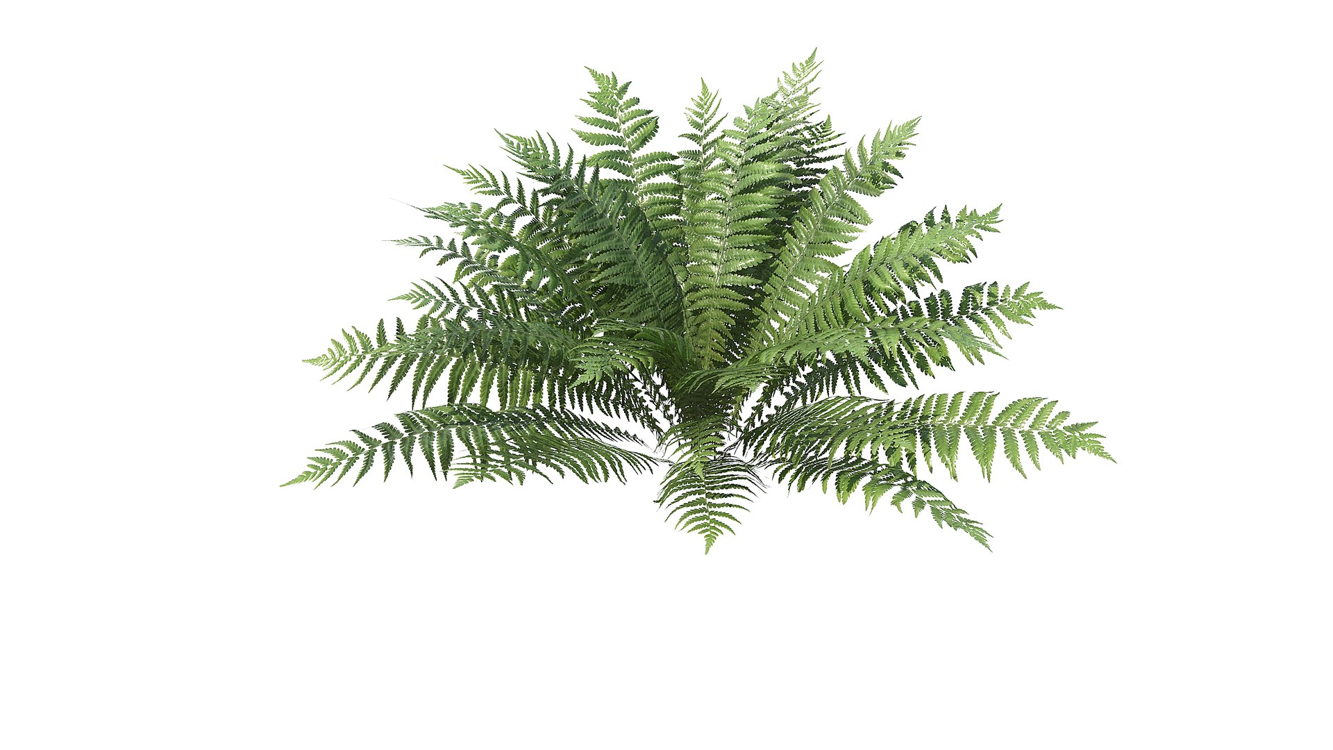 Fern Dryopteris 01 3D https://p.turbosquid.com/ts-thumb/pA/uPo8yS/4f/a_0006/jpg/1751964542/1920x1080/fit_q87/f2885347f23aa31060482e11c51df4a562c1f06b/a_0006.jpg