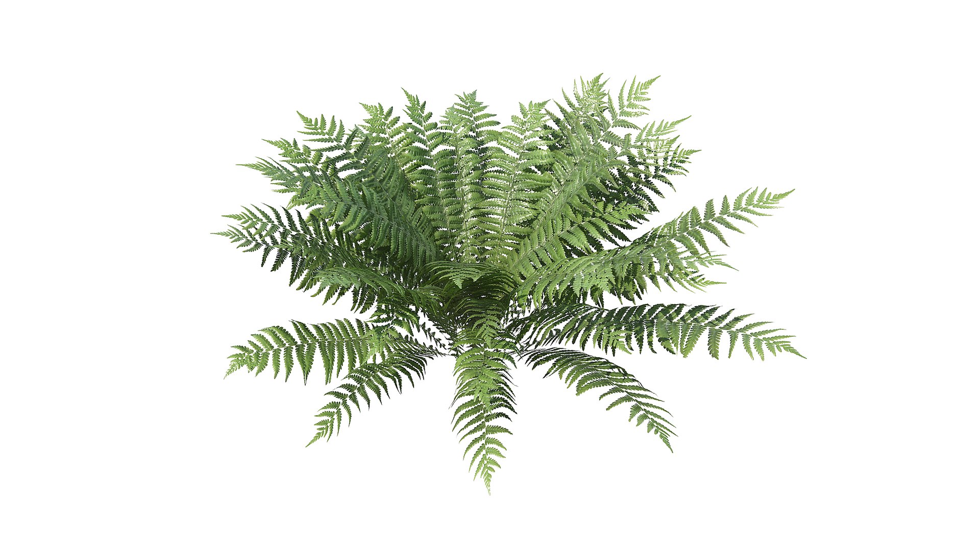 Fern Dryopteris 01 3D https://p.turbosquid.com/ts-thumb/pA/uPo8yS/dk/a_0012/jpg/1751964543/1920x1080/fit_q87/357de210113cf8b5be41950986270cb668218eb3/a_0012.jpg