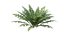 Felce Dryopteris 01