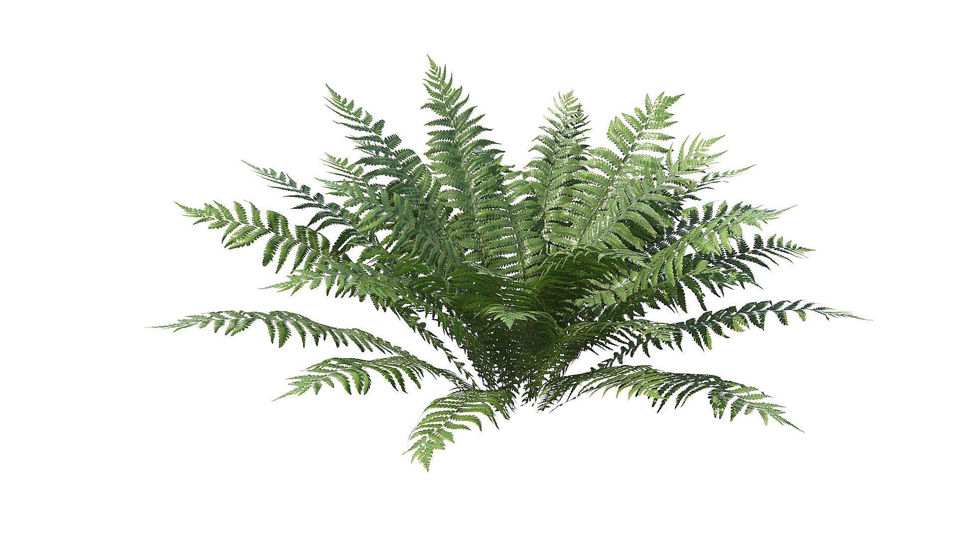 Fern Dryopteris 01 3D https://p.turbosquid.com/ts-thumb/pA/uPo8yS/hz/t/jpg/1751964542/1920x1080/turn_fit_q99/fd079049241b2dfc3640783165203bfc225a0a97/t-1.jpg