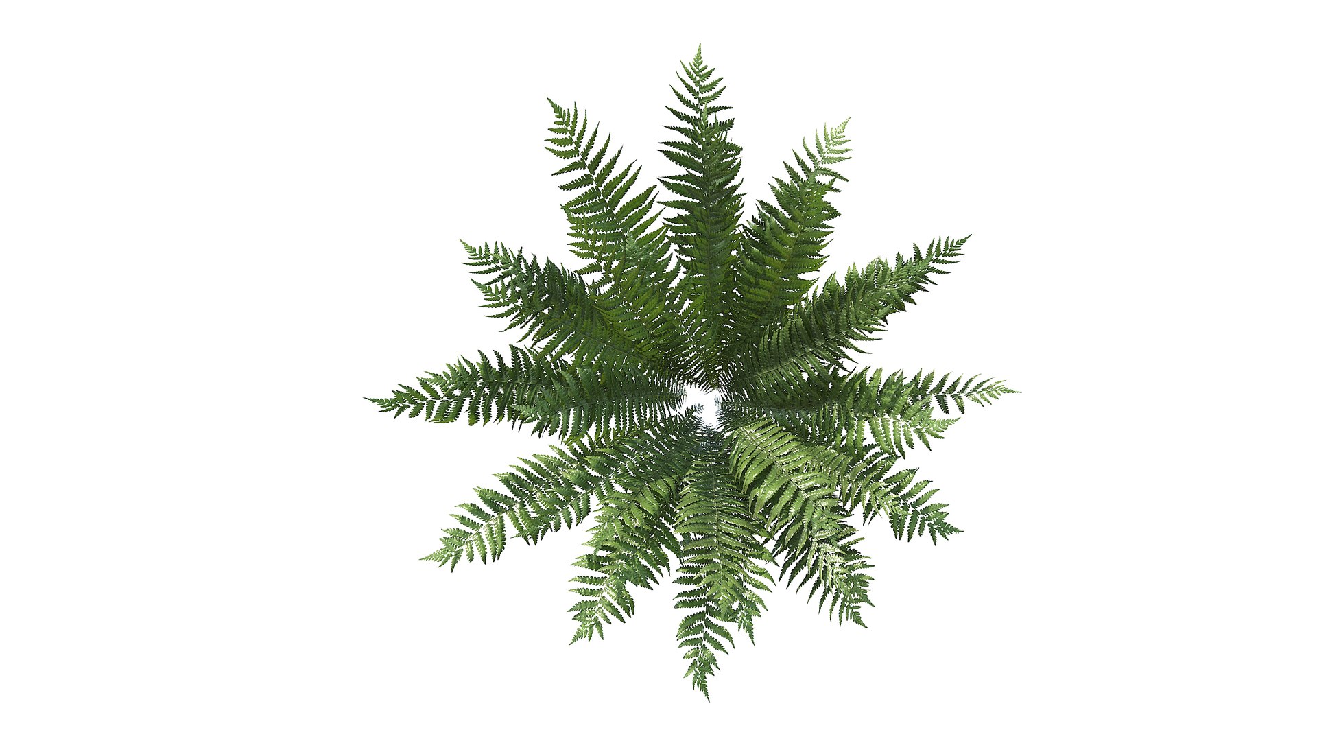 Fern Dryopteris 01 3D https://p.turbosquid.com/ts-thumb/pA/uPo8yS/jp/a2_0000/jpg/1751964537/1920x1080/fit_q87/a43f00265c99d150468c2432339e50b8c11eadd9/a2_0000.jpg