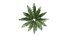 Felce Dryopteris 01