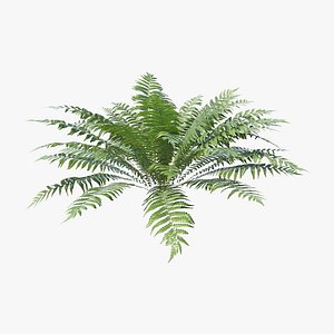 Fern Dryopteris 01 3D