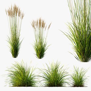 3D AV Molinia Caerulea Heidebraut Kleines Pfeifengras and Carex Elata Aurea Grasses