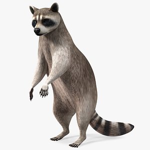 Raccoon Standing Pose