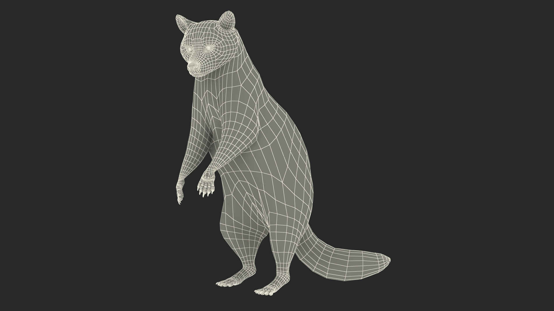 Raccoon Standing Pose 3D - TurboSquid 1872769