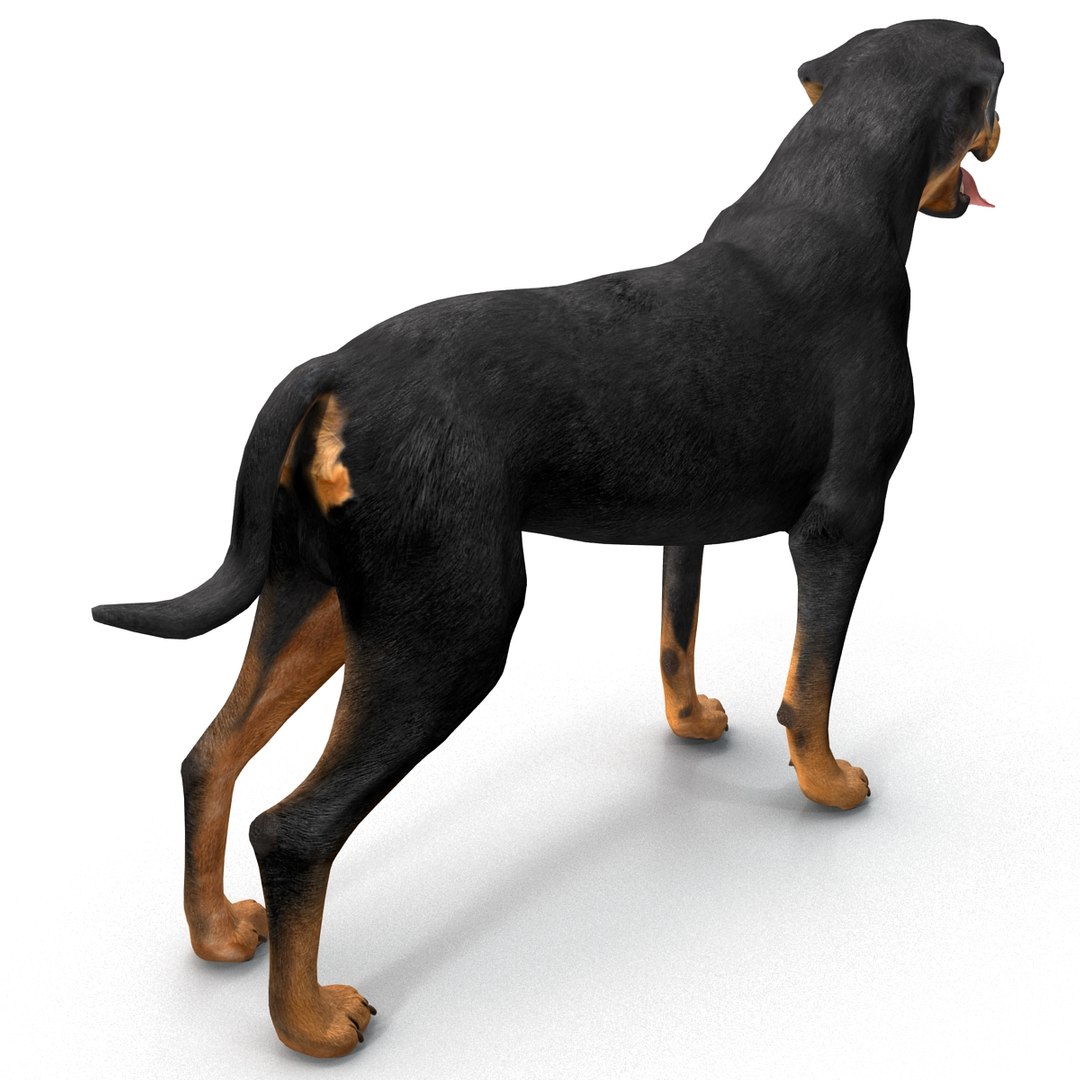 Rottweiler 3d Obj