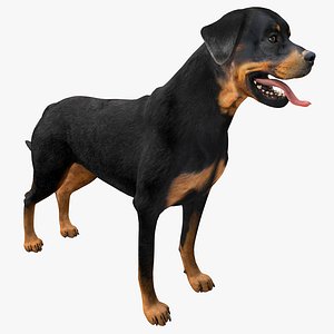 rottweiler 3d obj