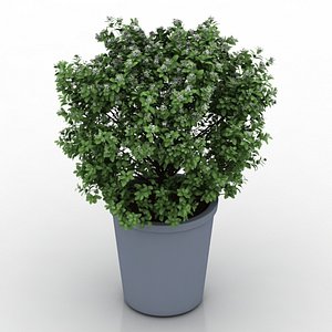 plant 3D model