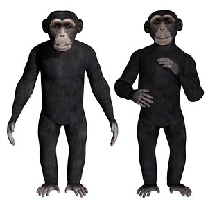 3D fully rigged low poly Chimpanzee