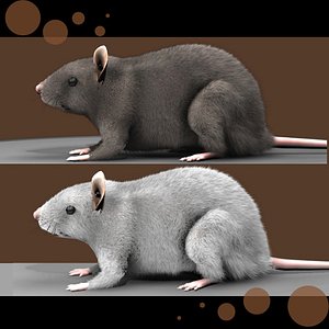Rat with Fur