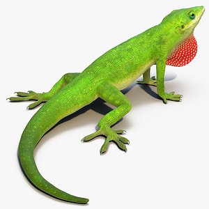 carolina anole lizard rigged 3D model