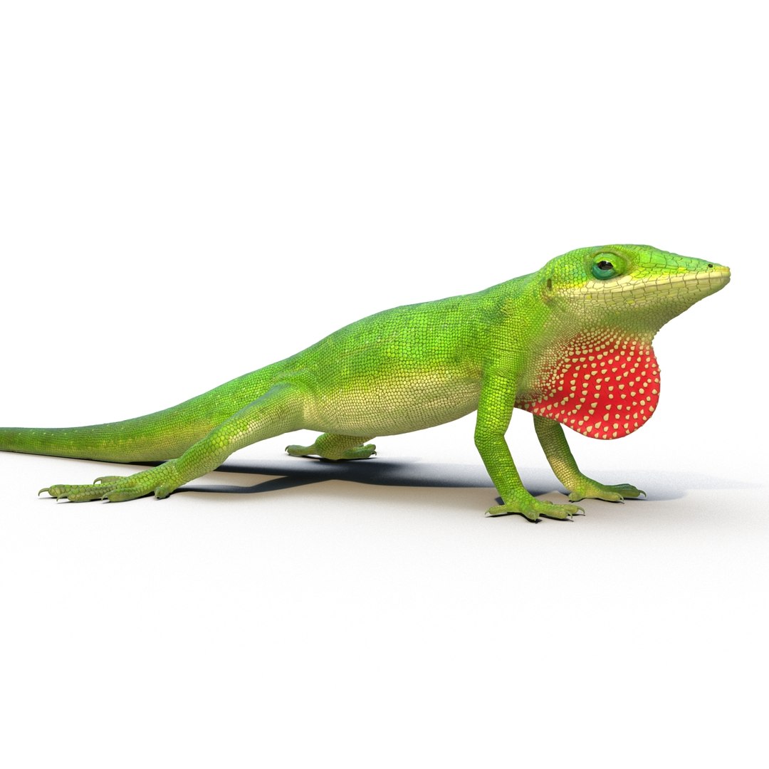 Carolina Anole Lizard Rigged 3D Model - TurboSquid 1493416