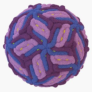 Zika Virus