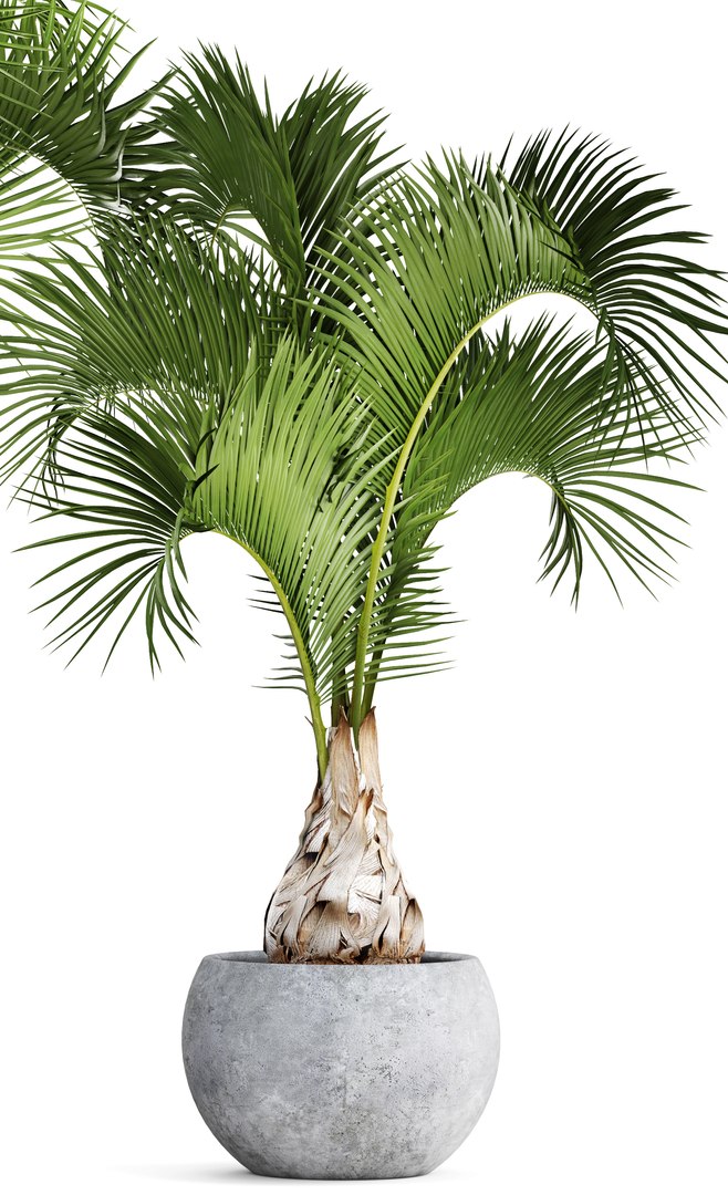 hyophorbe lagenicaulis set 3D model https://p.turbosquid.com/ts-thumb/pB/GYzOsT/ETTBPhhi/hyophorbelagenicaulis02/jpg/1501493552/1920x1080/fit_q87/635d0ce373b4c83e0cd116c25412ff4d29092831/hyophorbelagenicaulis02.jpg