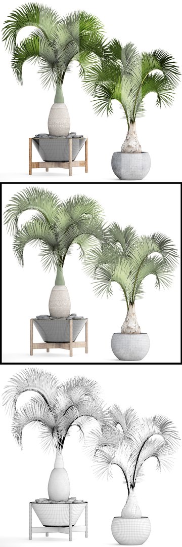 hyophorbe lagenicaulis set 3D model https://p.turbosquid.com/ts-thumb/pB/GYzOsT/WigzeDbI/hyophorbelagenicaulis06/jpg/1501493552/1920x1080/fit_q87/f520597819840ee9ee629da32278717f1d75cb1c/hyophorbelagenicaulis06.jpg