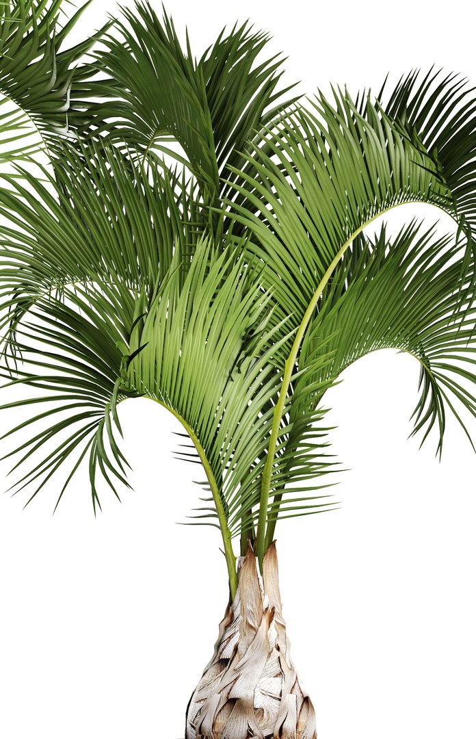 hyophorbe lagenicaulis set 3D model https://p.turbosquid.com/ts-thumb/pB/GYzOsT/gYXYy21w/hyophorbelagenicaulis05/jpg/1501493552/1920x1080/fit_q87/30110fea29ffa278398eafc9edb3a8e977f91eec/hyophorbelagenicaulis05.jpg