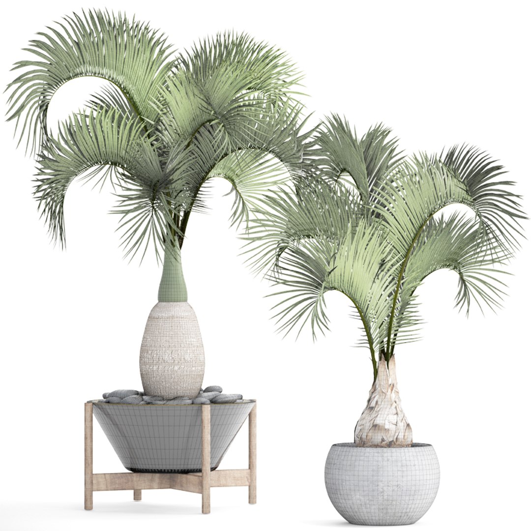 hyophorbe lagenicaulis set 3D model https://p.turbosquid.com/ts-thumb/pB/GYzOsT/h0Cc2lsg/hyophorbelagenicaulis08/jpg/1501493552/1920x1080/fit_q87/6c9ba264d463943e8203468430f2b933d0b33dc5/hyophorbelagenicaulis08.jpg