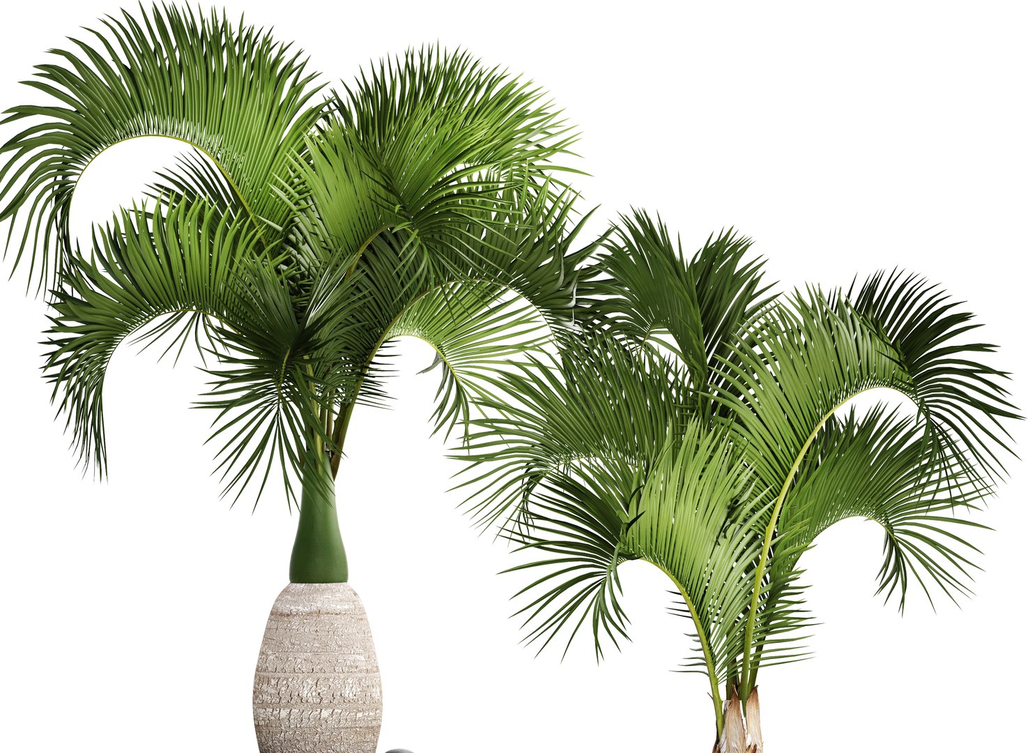 hyophorbe lagenicaulis set 3D model https://p.turbosquid.com/ts-thumb/pB/GYzOsT/izUiqZYX/hyophorbelagenicaulis03/jpg/1501493552/1920x1080/fit_q87/ec69fe40ed975c88bbc37d0c48ac1fca4c0824e0/hyophorbelagenicaulis03.jpg