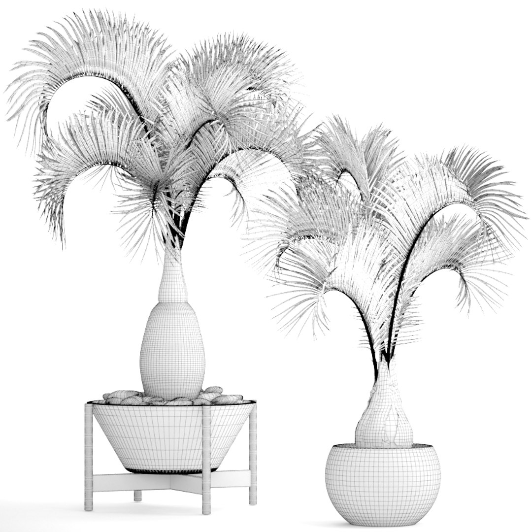 hyophorbe lagenicaulis set 3D model https://p.turbosquid.com/ts-thumb/pB/GYzOsT/tVzVkSEg/hyophorbelagenicaulis09/jpg/1501493552/1920x1080/fit_q87/c3c74373bed9fcaca90c01edc1ccb51476d25fba/hyophorbelagenicaulis09.jpg