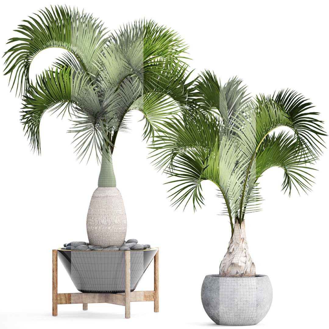 hyophorbe lagenicaulis set 3D model https://p.turbosquid.com/ts-thumb/pB/GYzOsT/xMfYWxiz/hyophorbelagenicaulis07/jpg/1501493552/1920x1080/fit_q87/72a128eeab70b4f0a7a3a447ef53f1743c8e3a3e/hyophorbelagenicaulis07.jpg