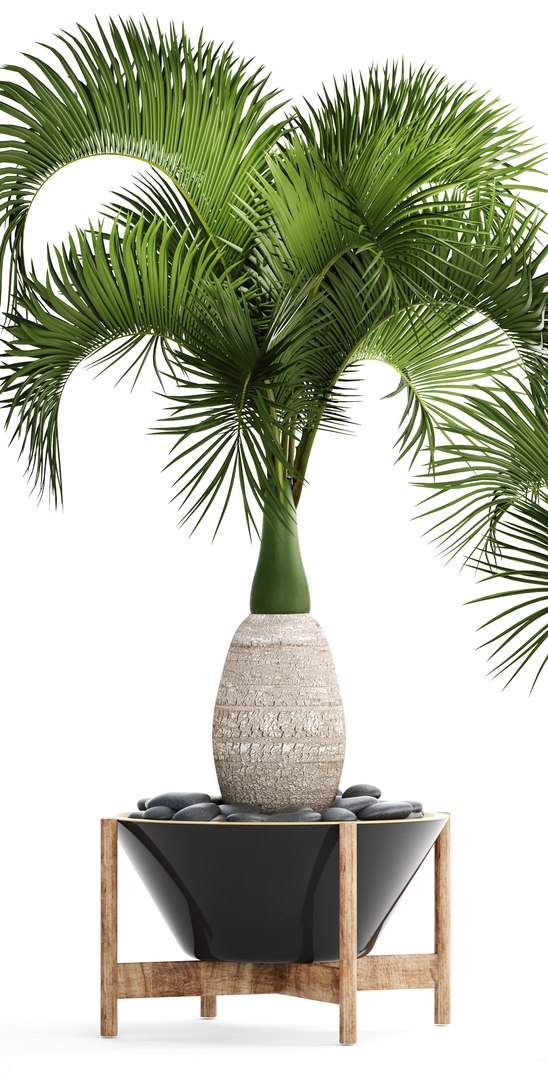 hyophorbe lagenicaulis set 3D model https://p.turbosquid.com/ts-thumb/pB/GYzOsT/zDhfVryU/hyophorbelagenicaulis01/jpg/1501493552/1920x1080/fit_q87/19876bd62cf30d53277c51bf49023e4625ce1bbb/hyophorbelagenicaulis01.jpg