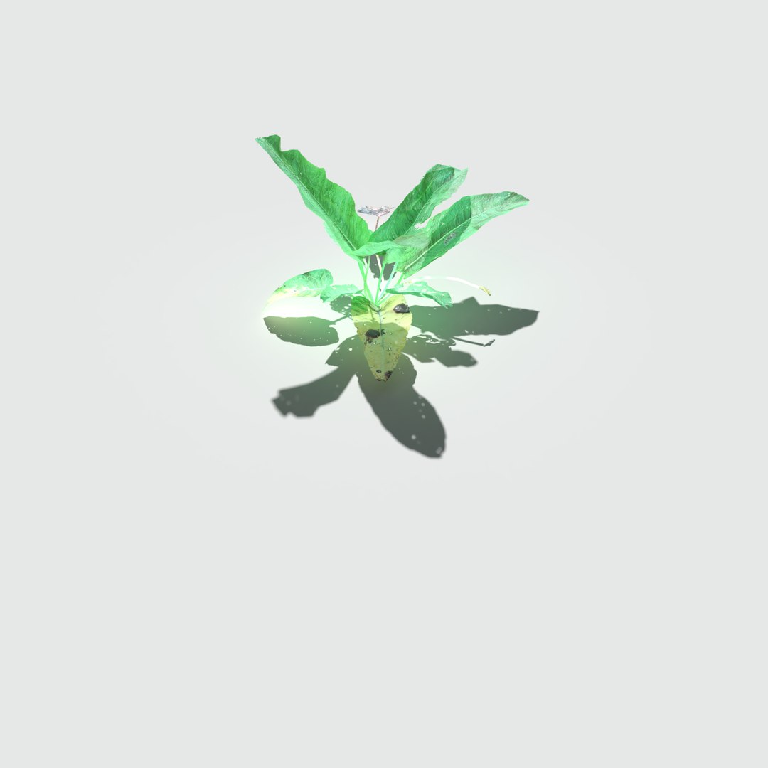 3D nettle meadow patch https://p.turbosquid.com/ts-thumb/pB/JnbyGO/64GIZb6p/meadowpatch_nettle_preview_21/png/1574011160/1920x1080/fit_q87/ccf29220d136c15553cffcbc3a3059bbd2ebd048/meadowpatch_nettle_preview_21.jpg