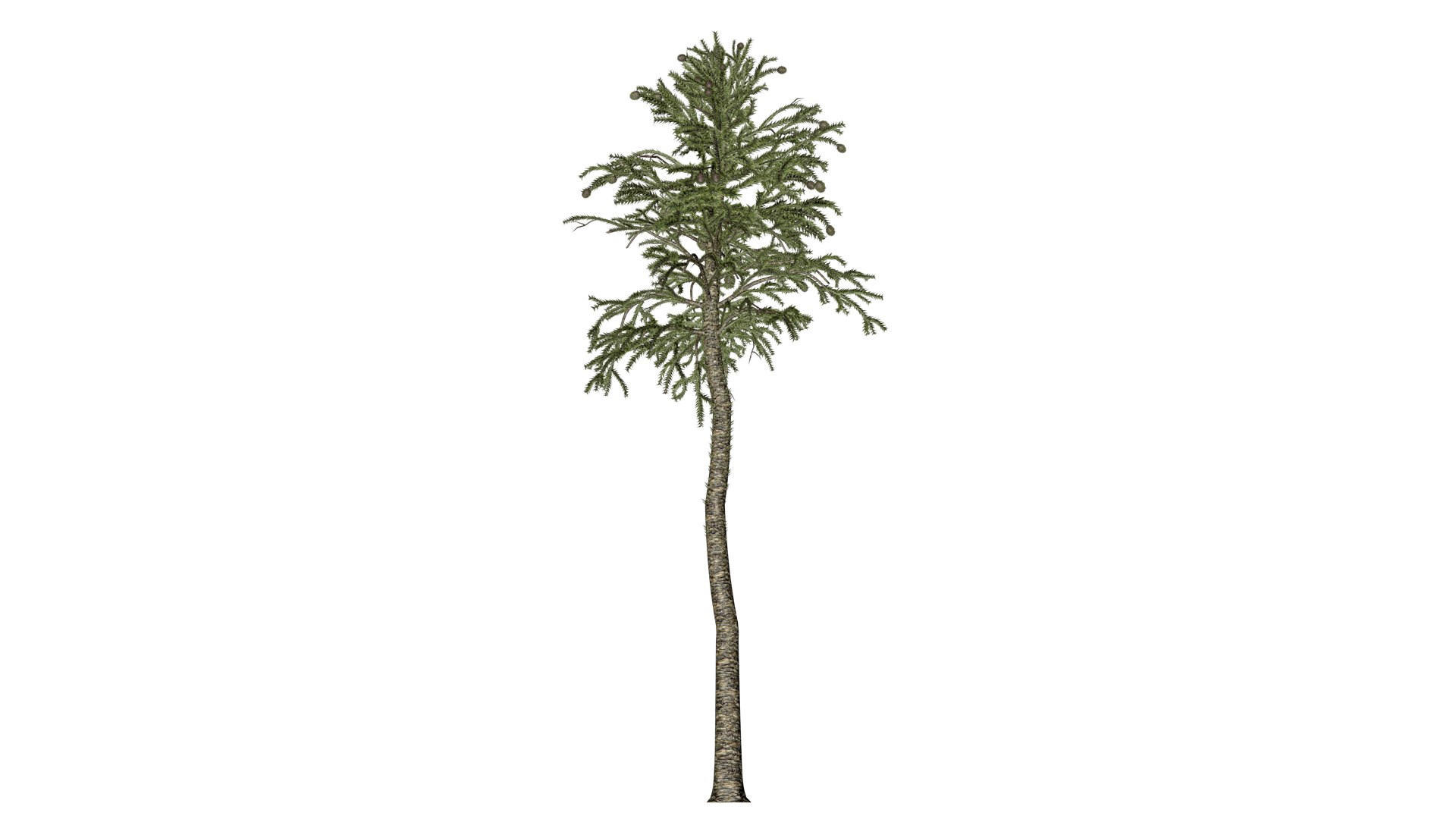 Monkey Puzzle Tree - 04 - 3D - TurboSquid 2373674