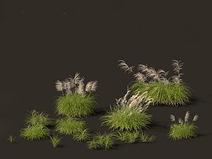 3D model Miscanthus flavidus - Zebra grass