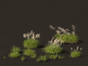 Miscanthus flavidus - Zebra grass