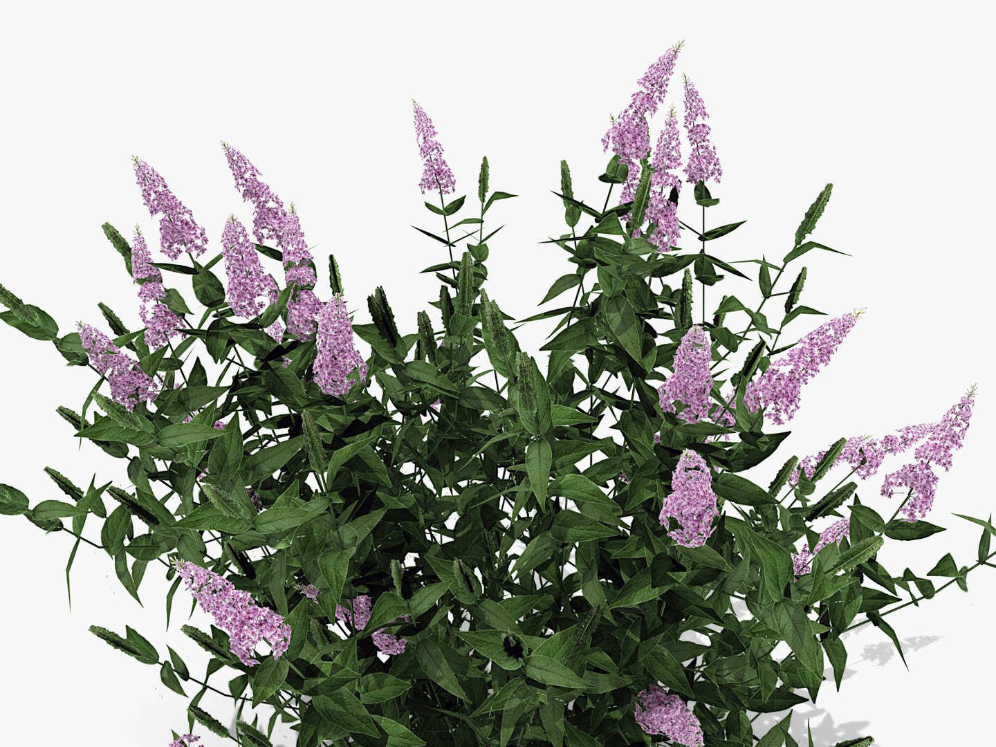 Pink Delight Butterfly Bush Max