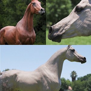 Horse 3 colors Arabian 3D model