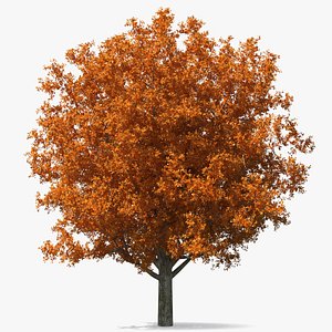 3D Autumn Oak Tree