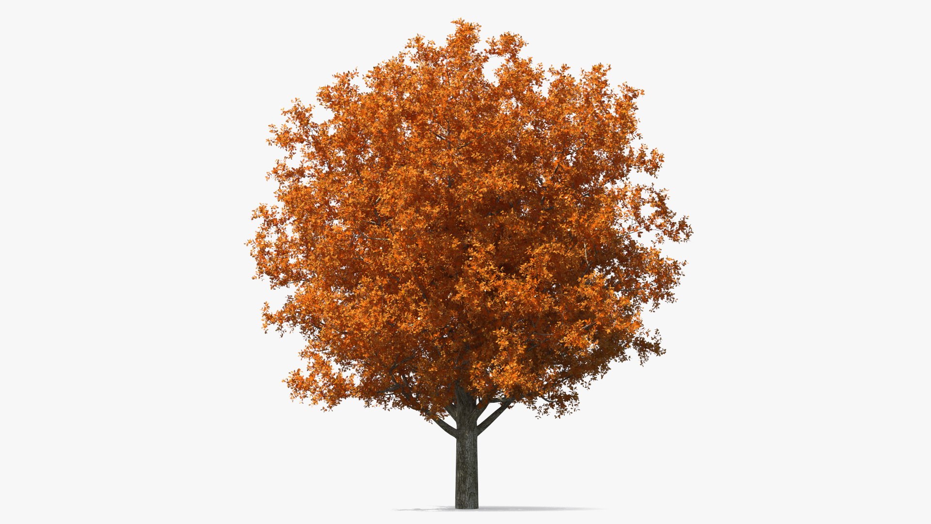 Autumn Oak Tree 3D model preview