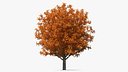 Autumn Oak Tree